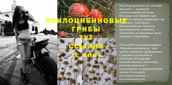 PSILOCYBIN Беломорск